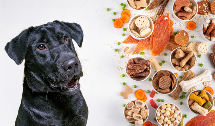 Pumpkin Spice & Everything Nice: Fall Treats Your Pet Will Love