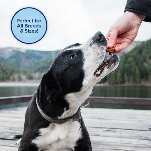 Natural Balance L.I.T. Limited Ingredient Treats Jumpin' Stix Duck & Potato Formula Dog Treats