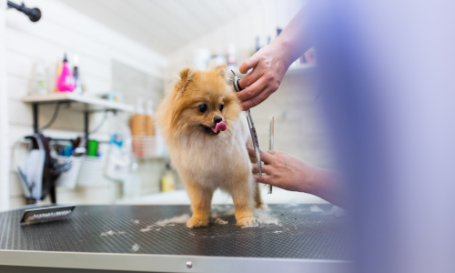 Self Service Grooming - Northampton, PA - AfFORDable Pet Center