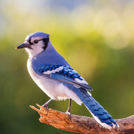 Wild Bird Feed & SuppliesBlue jay