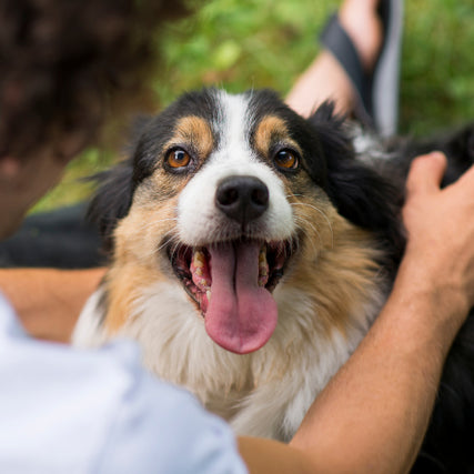 Dog Food & SuppliesDog smiling being pet by owner