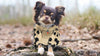 Fashion Pet Cosmo Animal Print Sweater (Medium)