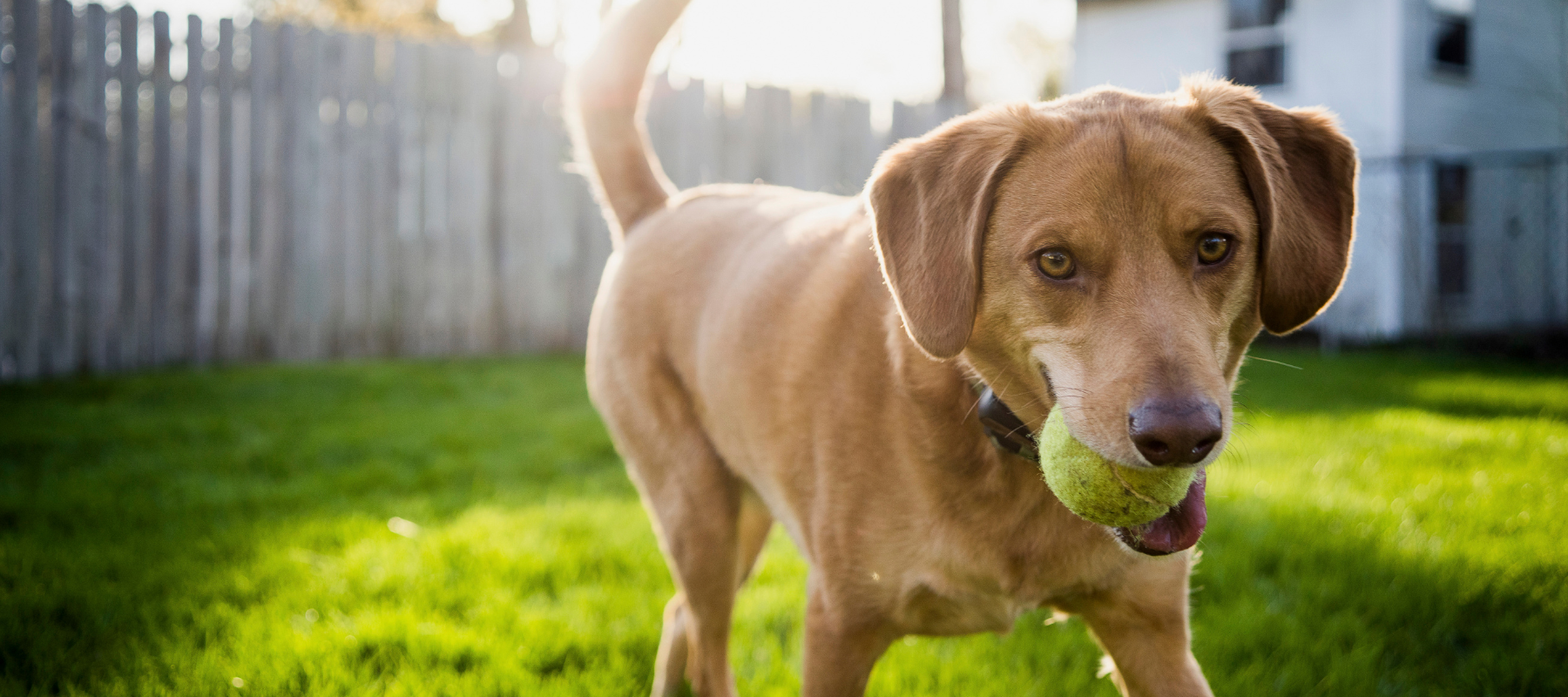 Dog with a tennis ball in his mouth