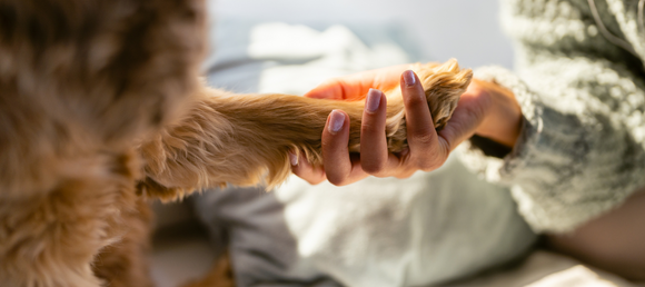 Woman holding a dog paw