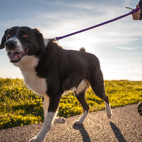 Wacky Walk'r Longest No Pull Leash (Blue Large)