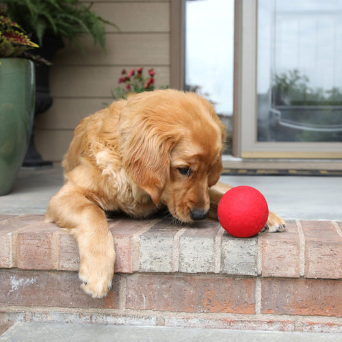 Petmate JW Wool-ee Ball Dog Toy