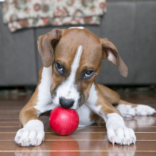 KONG Classic Ball Dog Toy