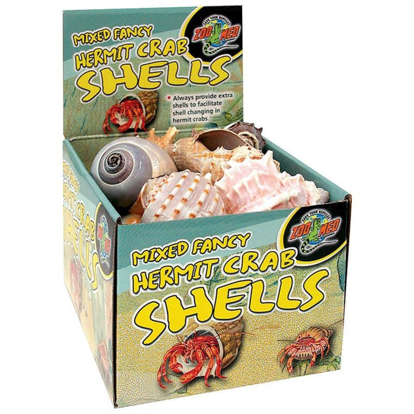 HERMIT CRAB FANCY SHELLS DISPLAY (24 PC)