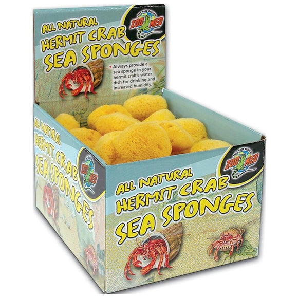 ALL NATURAL HERMIT CRAB SEA SPONGE DISPLAY (36 PC)